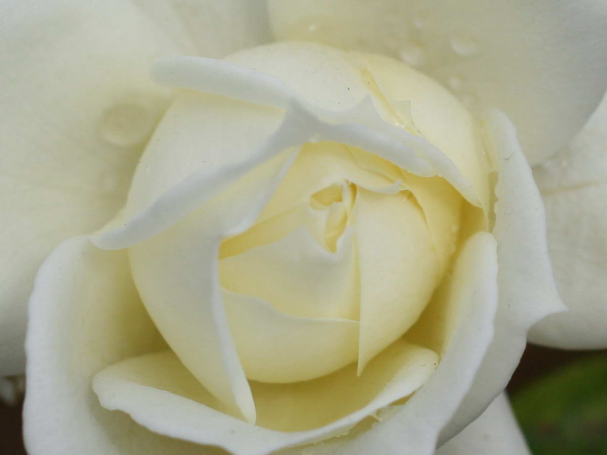 White Rose