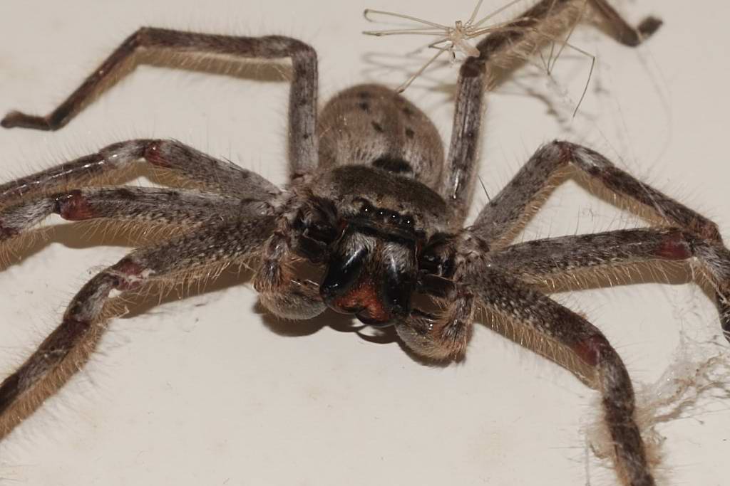 Huntsman Spider
