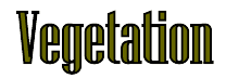 Vegetation