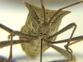 Hemiptera