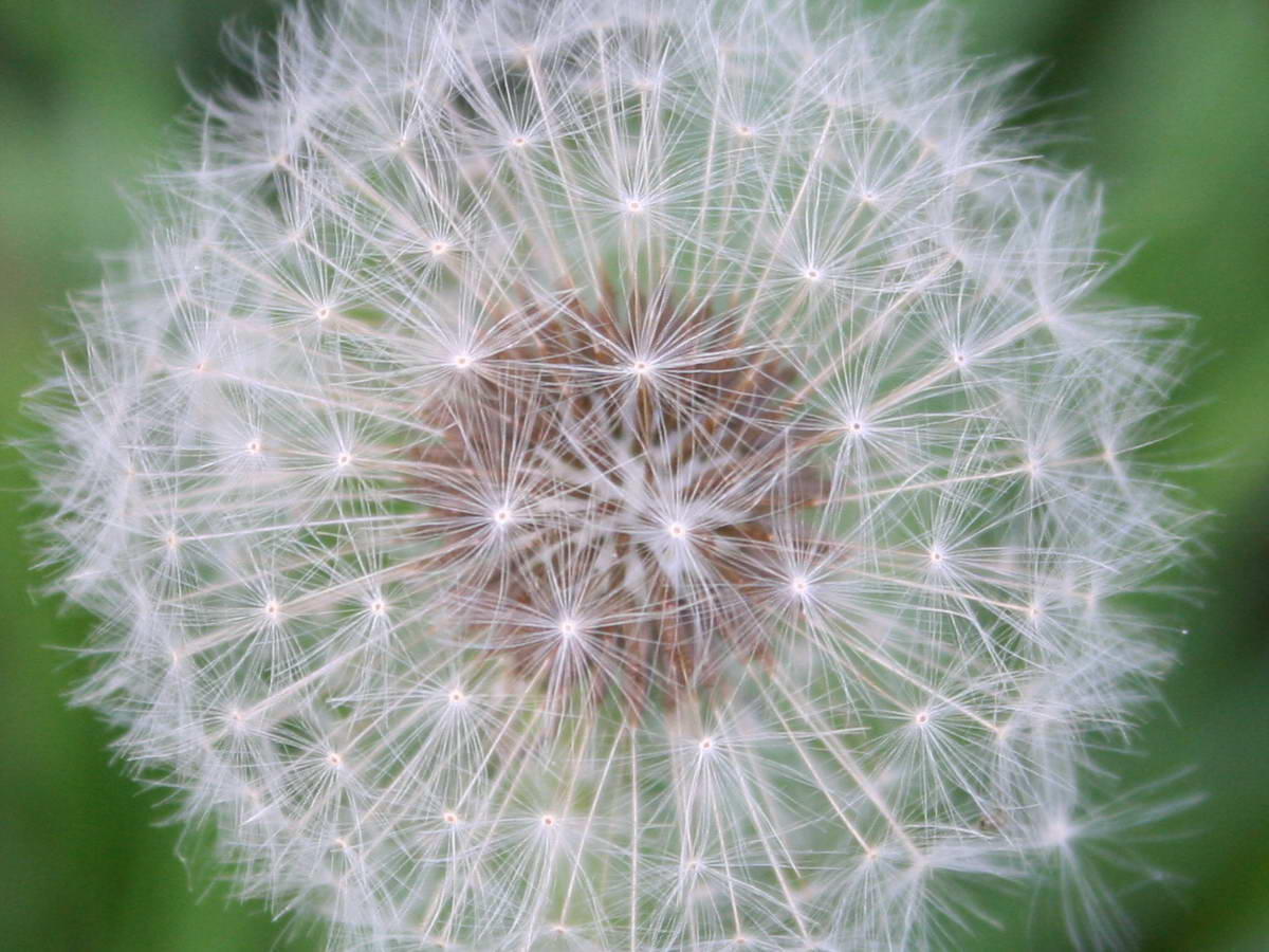 Dandelion Canon IS