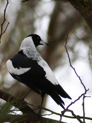 Magpie CA